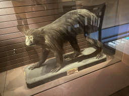 Stuffed Black Colobus at the first floor of the Grande Galerie de l`Évolution museum, with explanation