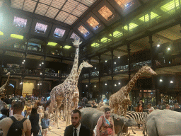 Stuffed Giraffes and other animals at the first floor of the Grande Galerie de l`Évolution museum