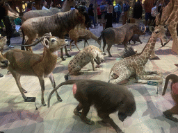 Stuffed animals at the first floor of the Grande Galerie de l`Évolution museum