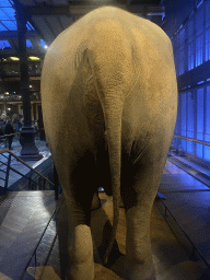 Back side of a stuffed Elephant at the first floor of the Grande Galerie de l`Évolution museum
