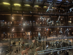 Interior of the first floor of the Grande Galerie de l`Évolution museum, viewed from the second floor