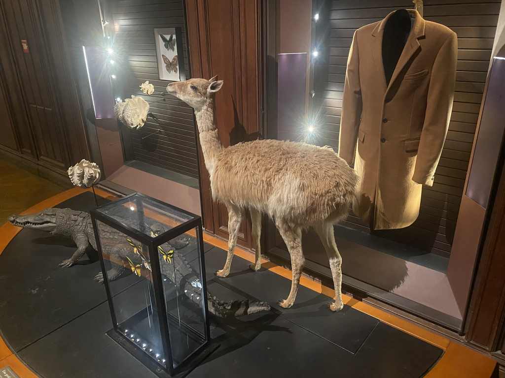 Stuffed Crocodile, Butterflies and Vicuña, seashells and coat at the second floor of the Grande Galerie de l`Évolution museum