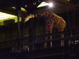 Stuffed Giraffe at the third floor of the Grande Galerie de l`Évolution museum, viewed from the second floor
