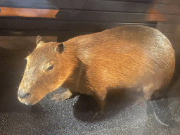 Stuffed Capybara at the second floor of the Grande Galerie de l`Évolution museum