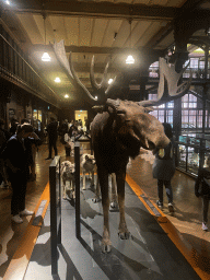 Stuffed Moose and Wolves at the second floor of the Grande Galerie de l`Évolution museum