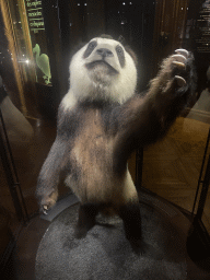 Stuffed Giant Panda at the second floor of the Grande Galerie de l`Évolution museum