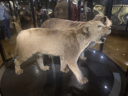 Stuffed Lions at the Hall of Endangered Species at the second floor of the Grande Galerie de l`Évolution museum