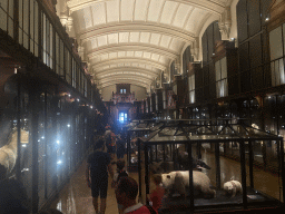 Interior of the Hall of Endangered Species at the second floor of the Grande Galerie de l`Évolution museum