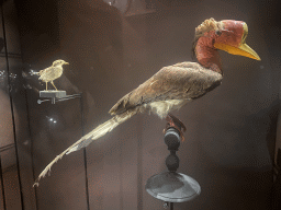 Stuffed Gurney`s Pitta and Helmeted Hornbill at the Hall of Endangered Species at the second floor of the Grande Galerie de l`Évolution museum