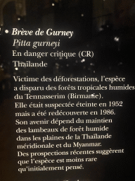 Explanation on the Gurney`s Pitta at the Hall of Endangered Species at the second floor of the Grande Galerie de l`Évolution museum