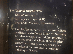 Explanation on the Helmeted Hornbill at the Hall of Endangered Species at the second floor of the Grande Galerie de l`Évolution museum