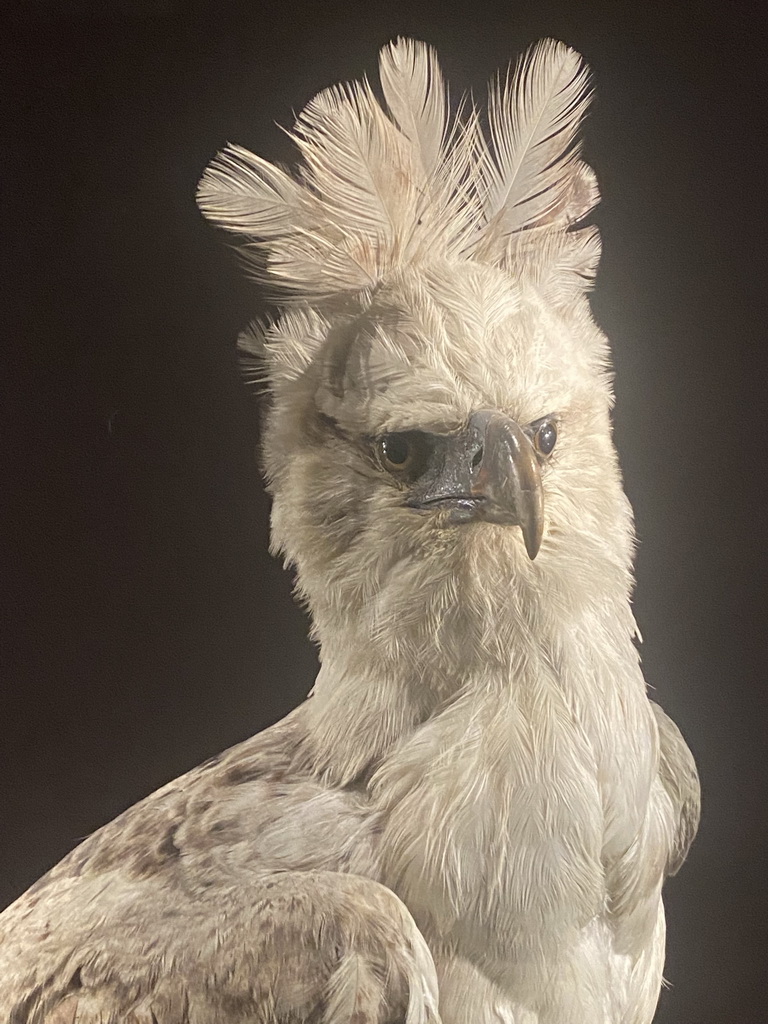 Head of a stuffed bird at the Hall of Endangered Species at the second floor of the Grande Galerie de l`Évolution museum