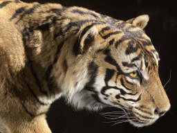 Head of a stuffed Tiger at the Hall of Endangered Species at the second floor of the Grande Galerie de l`Évolution museum