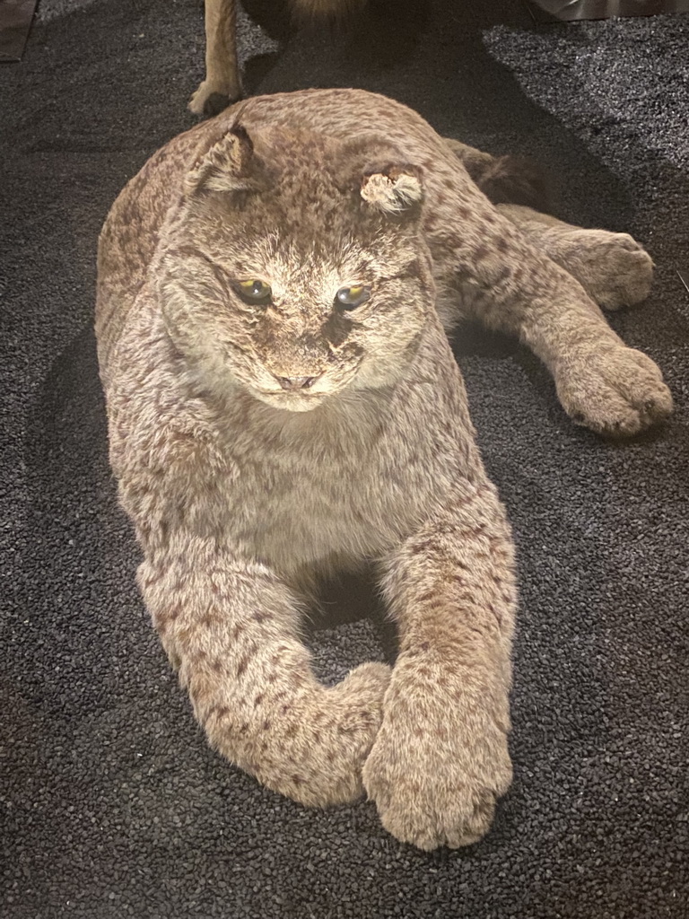 Stuffed wild cat at the Hall of Endangered Species at the second floor of the Grande Galerie de l`Évolution museum