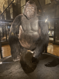 Stuffed Gorilla at the Hall of Endangered Species at the second floor of the Grande Galerie de l`Évolution museum