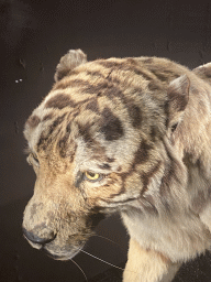 Head of a stuffed Tiger at the Hall of Endangered Species at the second floor of the Grande Galerie de l`Évolution museum
