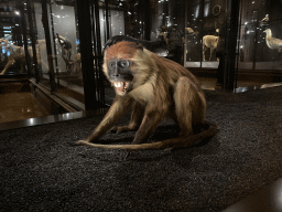 Stuffed Collared Mangabey at the Hall of Endangered Species at the second floor of the Grande Galerie de l`Évolution museum
