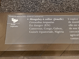 Explanation on the Collared Mangabey at the Hall of Endangered Species at the second floor of the Grande Galerie de l`Évolution museum