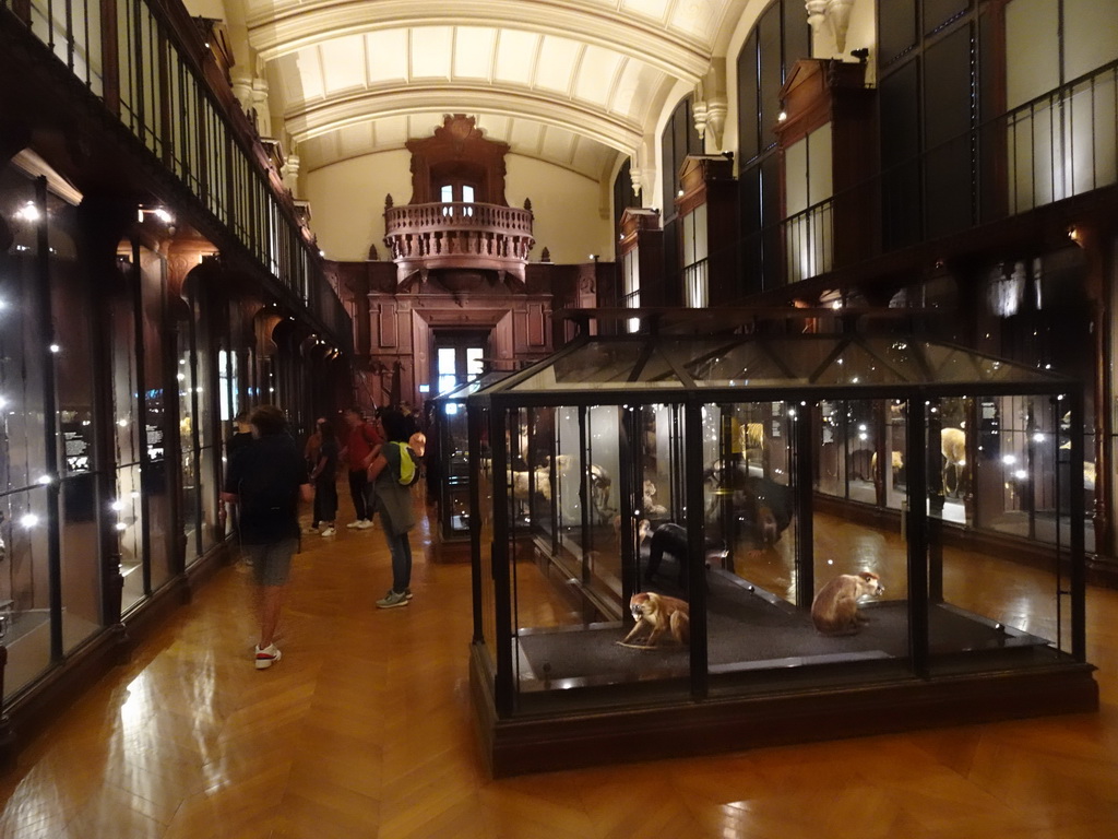 Interior of the Hall of Endangered Species at the second floor of the Grande Galerie de l`Évolution museum