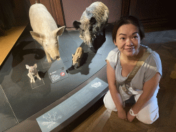 Miaomiao with stuffed Pigs and Swines at the second floor of the Grande Galerie de l`Évolution museum