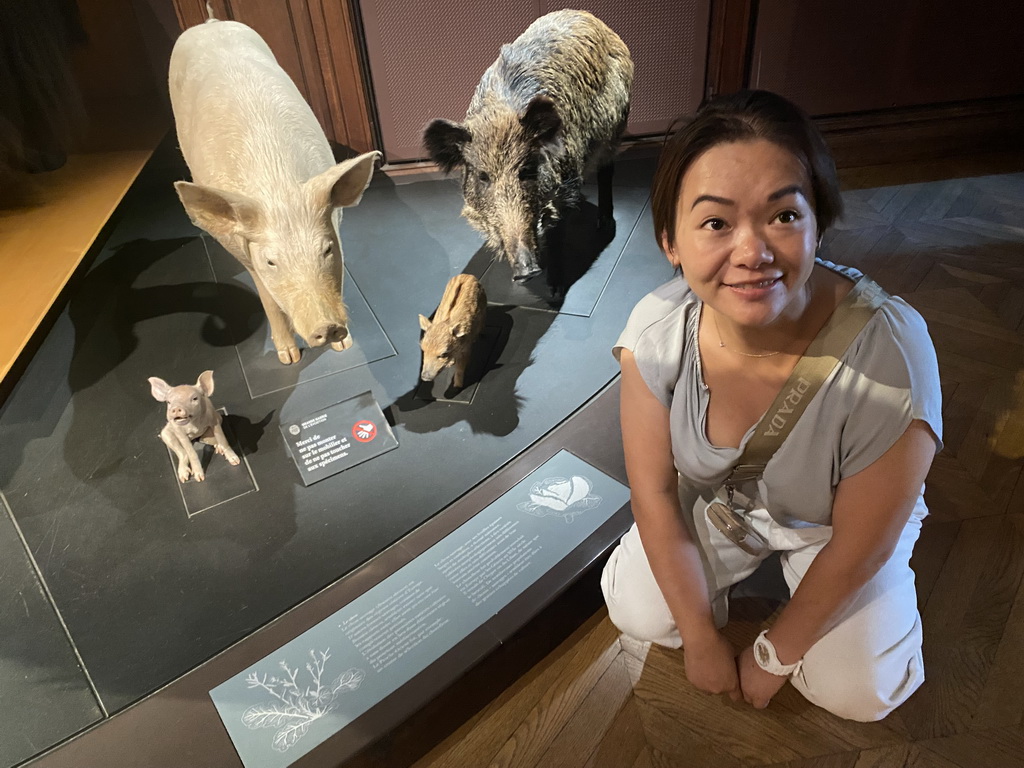 Miaomiao with stuffed Pigs and Swines at the second floor of the Grande Galerie de l`Évolution museum
