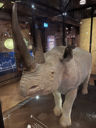Stuffed Rhinoceros at the second floor of the Grande Galerie de l`Évolution museum