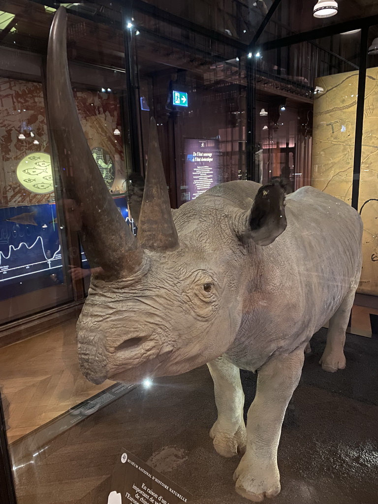 Stuffed Rhinoceros at the second floor of the Grande Galerie de l`Évolution museum