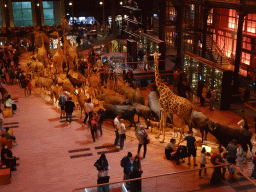 Stuffed animals at the first floor of the Grande Galerie de l`Évolution museum, viewed from the second floor