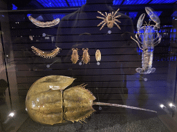 Stuffed insects, Spider, Lobster and Horseshoe Crab at the third floor of the Grande Galerie de l`Évolution museum