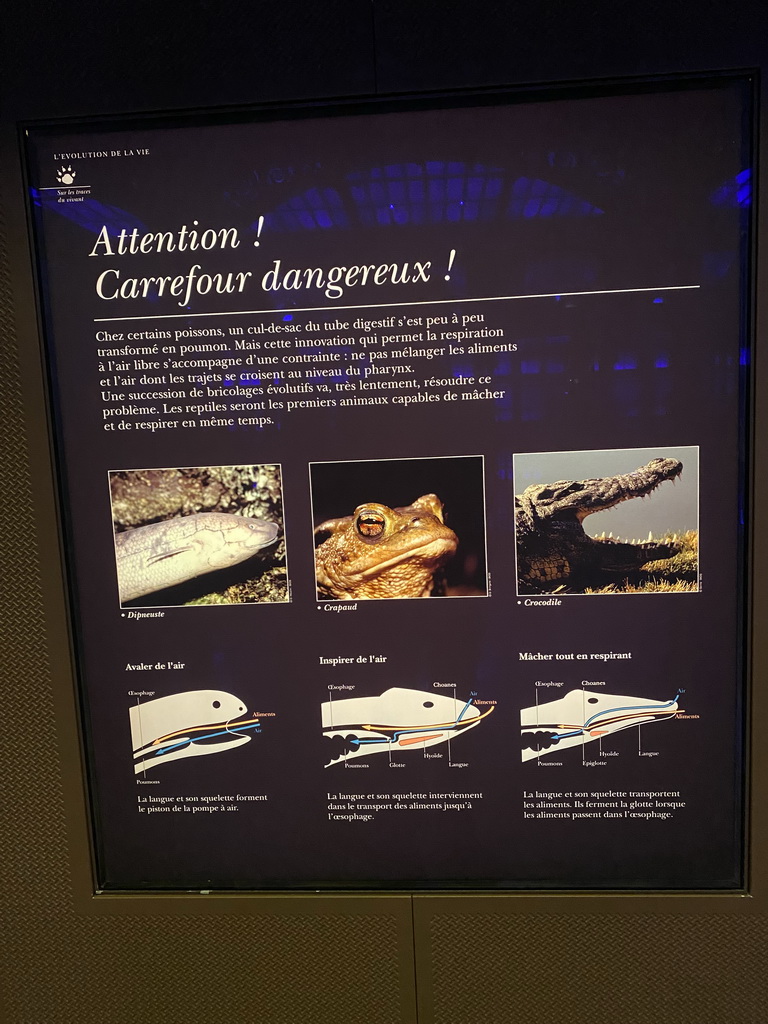 Information on the respiratory systems of the Lungfish, Toad and Crocodile at the third floor of the Grande Galerie de l`Évolution museum