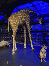 Stuffed Turtle, Giraffe and Wallaby at the third floor of the Grande Galerie de l`Évolution museum