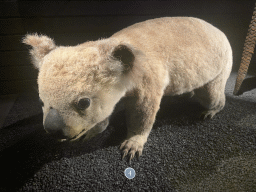 Stuffed Koala at the third floor of the Grande Galerie de l`Évolution museum