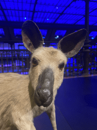 Head of a stuffed Wallaby at the third floor of the Grande Galerie de l`Évolution museum