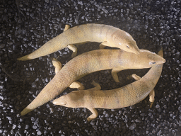 Stuffed Salamanders at the third floor of the Grande Galerie de l`Évolution museum