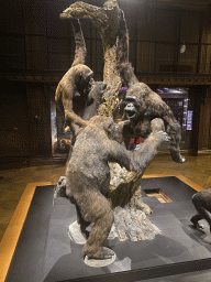 Stuffed Chimpanzees at the third floor of the Grande Galerie de l`Évolution museum
