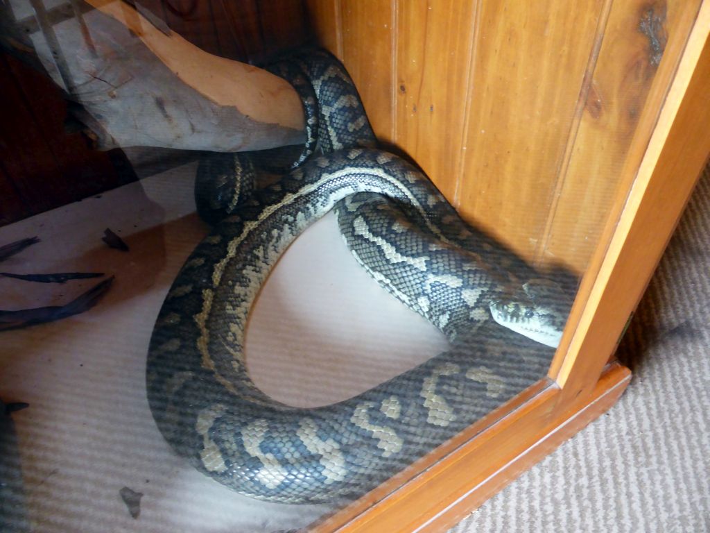 Python at the entrance building of the Moonlit Sanctuary Wildlife Conservation Park