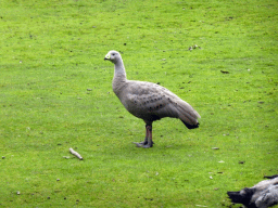 Cape Barren Goose at the Moonlit Sanctuary Wildlife Conservation Park