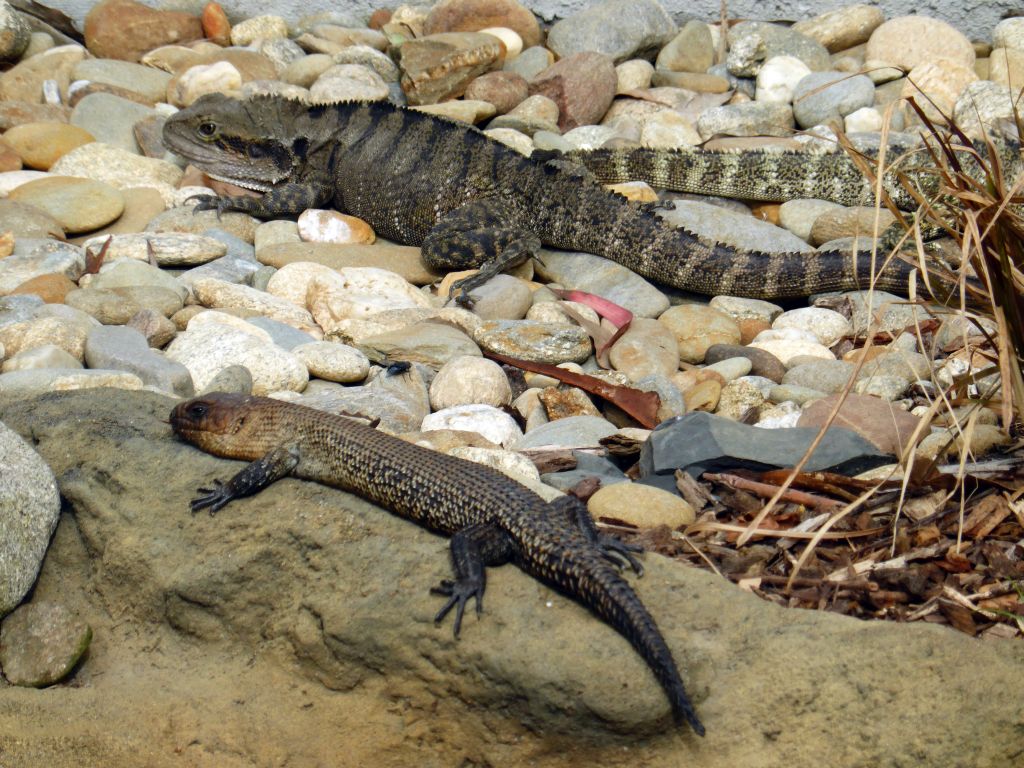 Iguanas at the Moonlit Sanctuary Wildlife Conservation Park