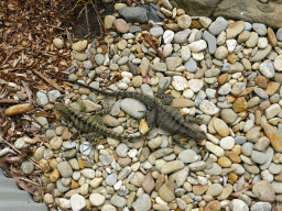 Iguanas at the Moonlit Sanctuary Wildlife Conservation Park