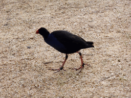 Eastern Swamphen at the Moonlit Sanctuary Wildlife Conservation Park