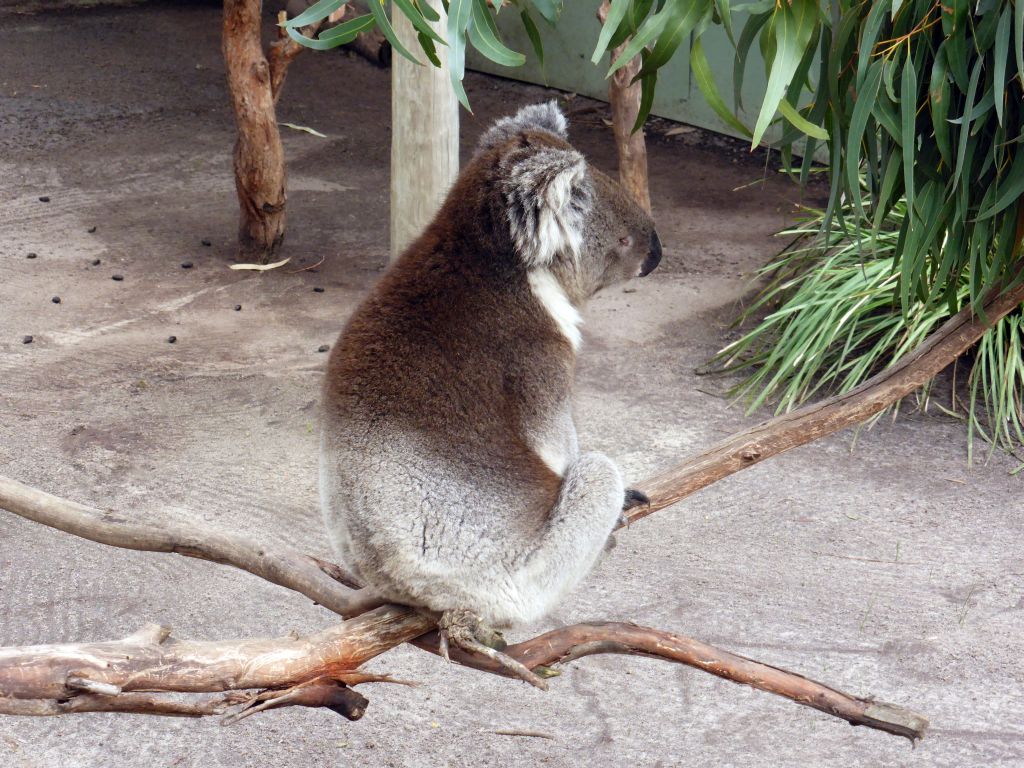 Koala at the Moonlit Sanctuary Wildlife Conservation Park