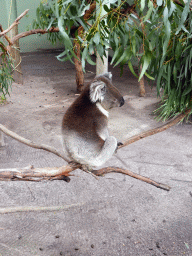 Koala at the Moonlit Sanctuary Wildlife Conservation Park