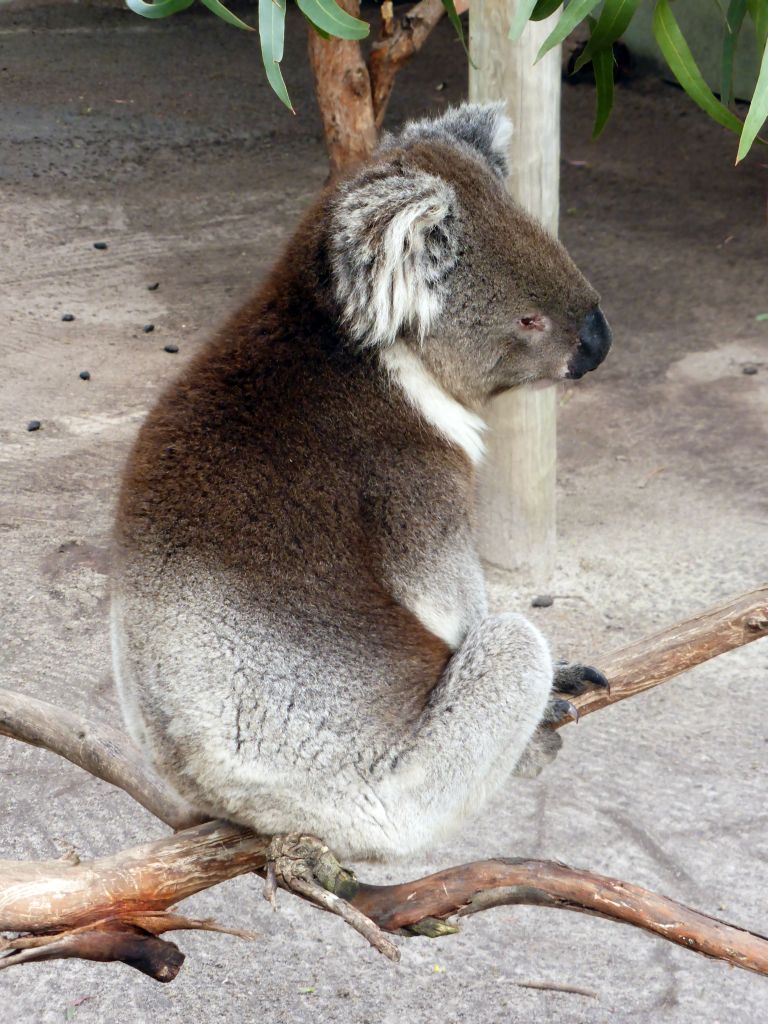 Koala at the Moonlit Sanctuary Wildlife Conservation Park