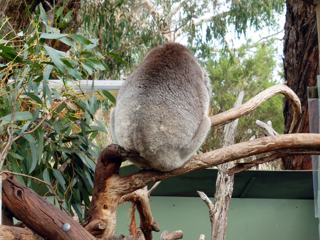 Koala at the Moonlit Sanctuary Wildlife Conservation Park