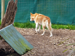 Dingo at the Moonlit Sanctuary Wildlife Conservation Park