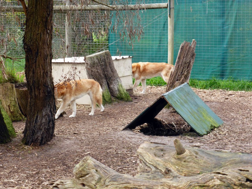 Dingos at the Moonlit Sanctuary Wildlife Conservation Park