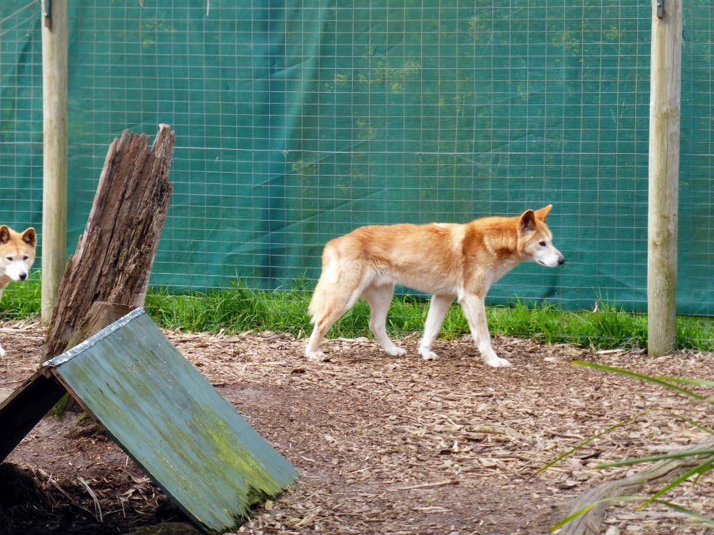 Dingos at the Moonlit Sanctuary Wildlife Conservation Park