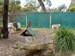Dingos at the Moonlit Sanctuary Wildlife Conservation Park