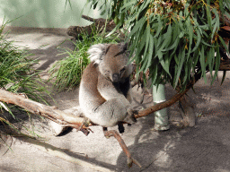 Koala at the Moonlit Sanctuary Wildlife Conservation Park