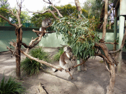 Koalas at the Moonlit Sanctuary Wildlife Conservation Park